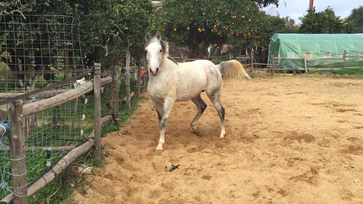 Arabisk fuldblod (OX) Wolantes Waheed billede 4