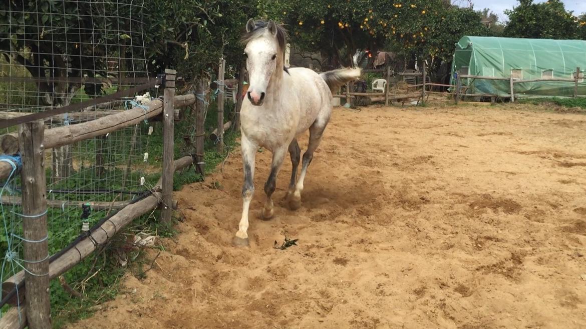 Arabisk fuldblod (OX) Wolantes Waheed billede 5