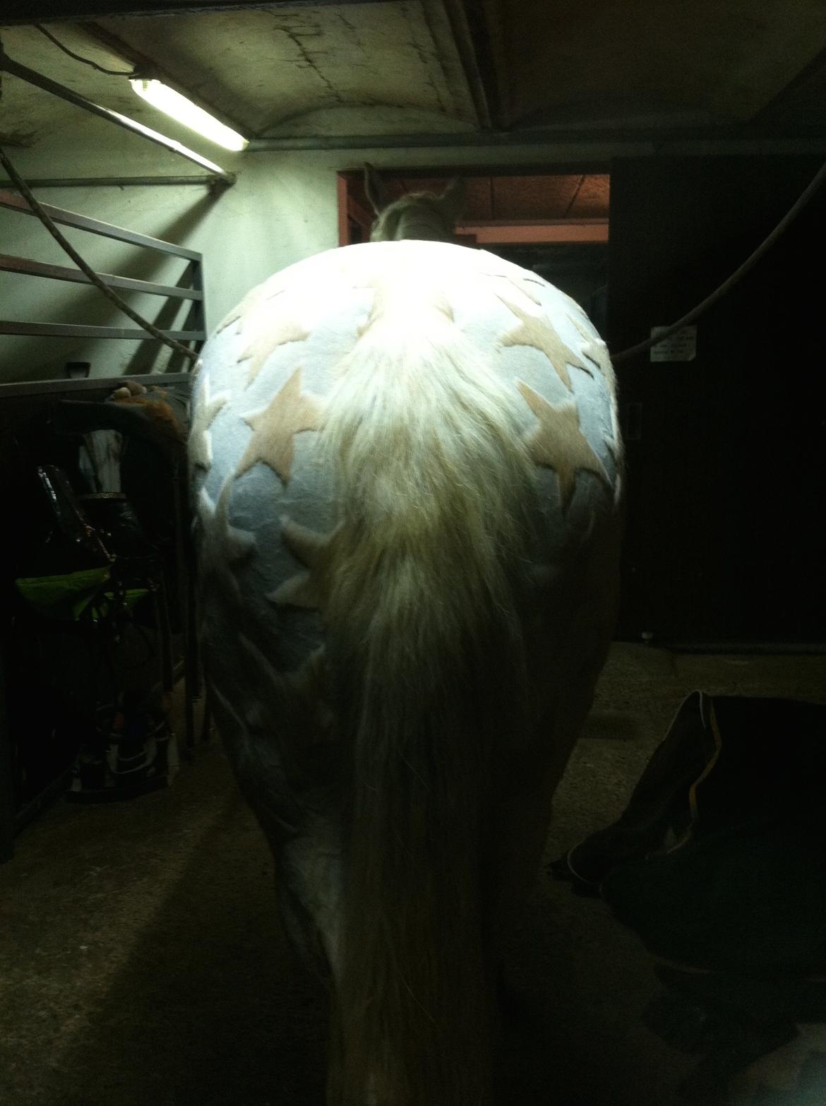 Anden særlig race Roosgårdens Chanta Lou - Flaskes vinterklip 2013-14 billede 7