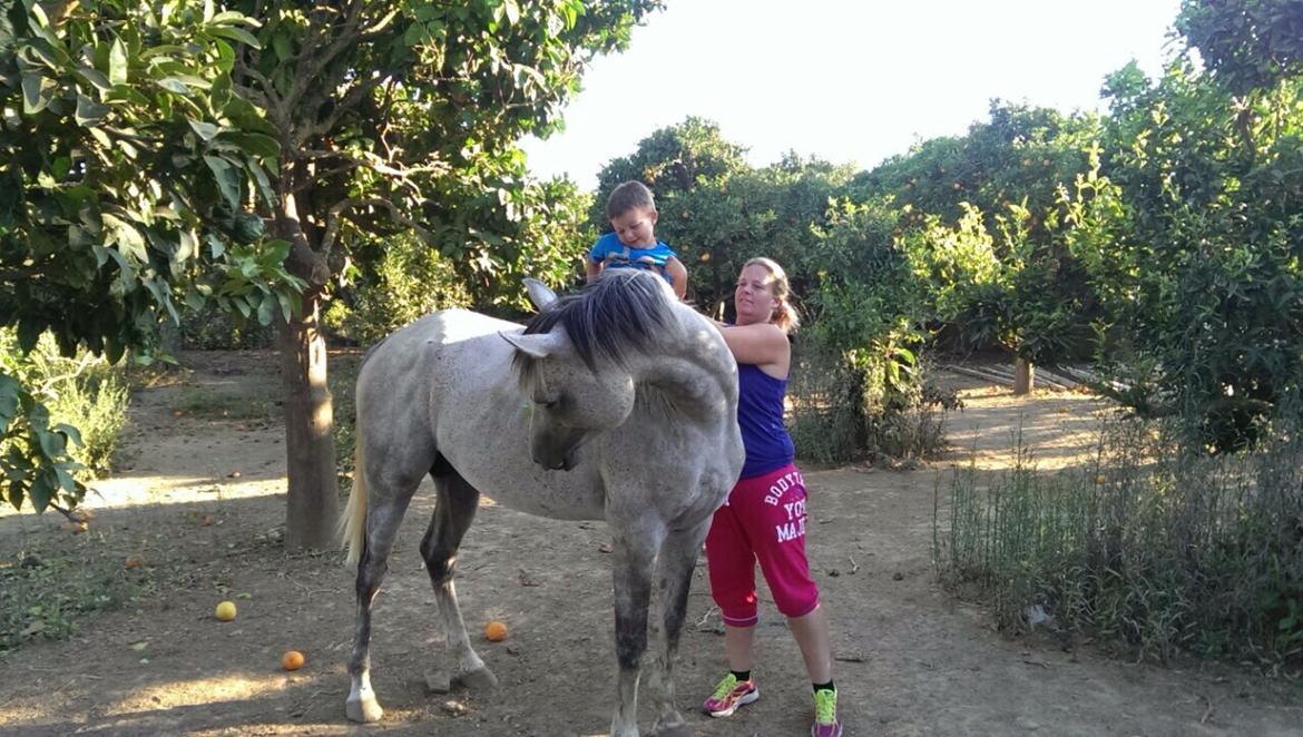 Arabisk fuldblod (OX) Wolantes Waheed billede 6