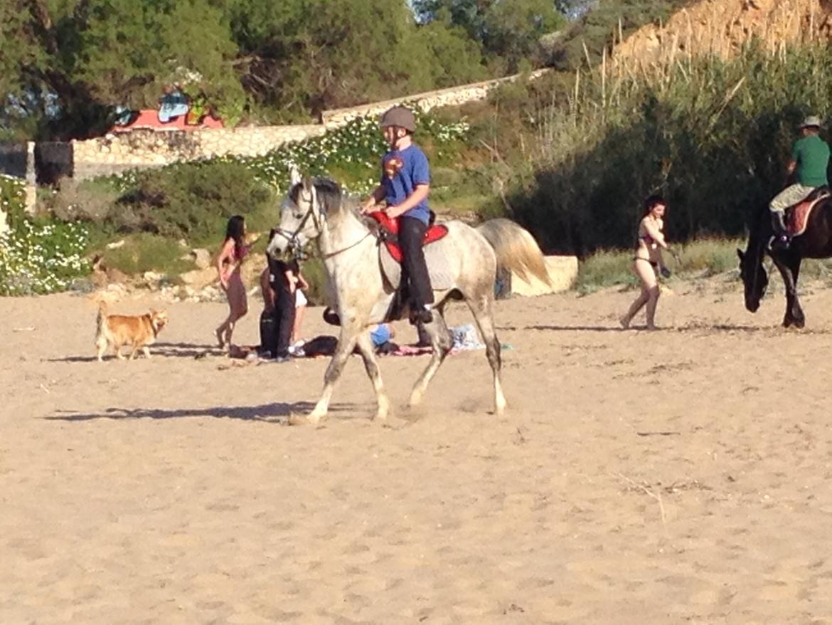 Arabisk fuldblod (OX) Wolantes Waheed billede 9