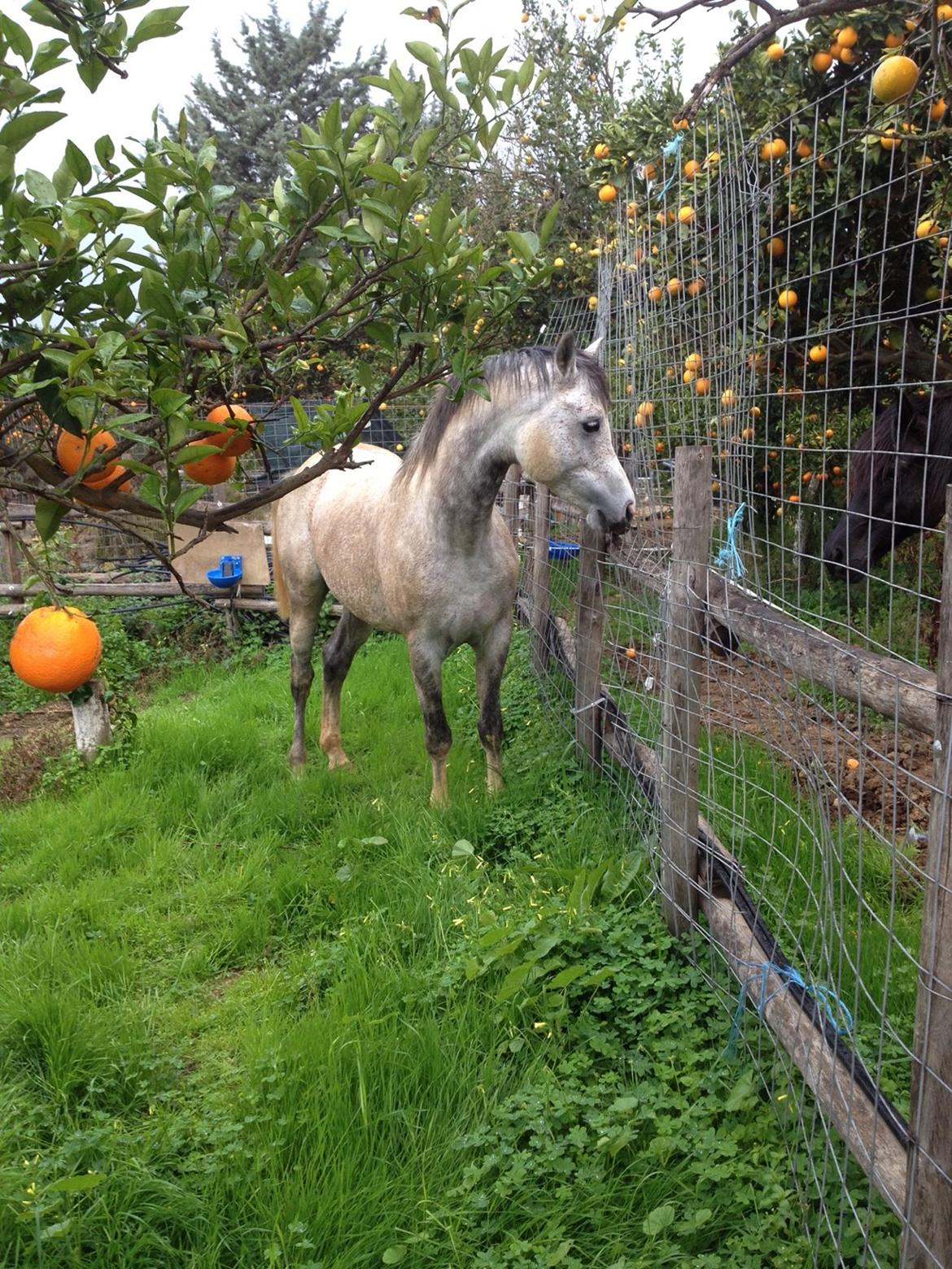 Arabisk fuldblod (OX) Wolantes Waheed billede 11