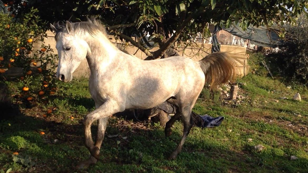 Arabisk fuldblod (OX) Wolantes Waheed billede 12