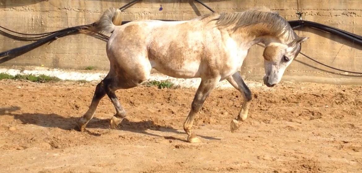 Arabisk fuldblod (OX) Wolantes Waheed billede 13