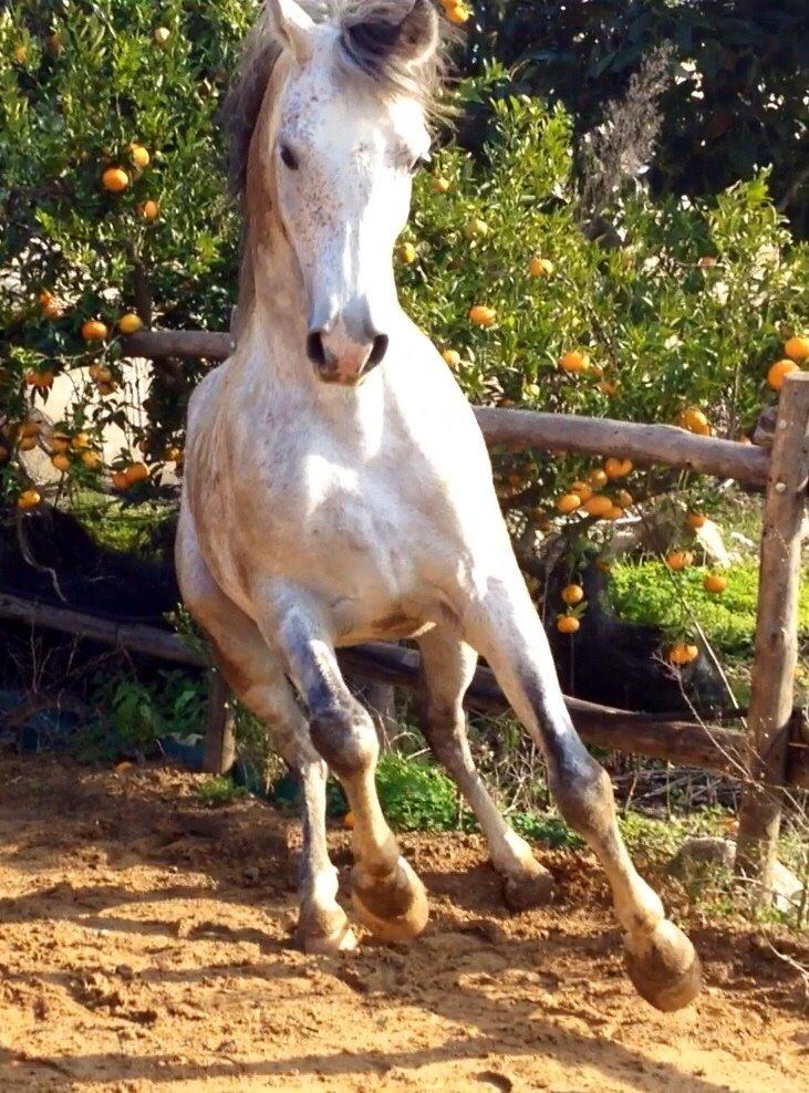 Arabisk fuldblod (OX) Wolantes Waheed billede 14