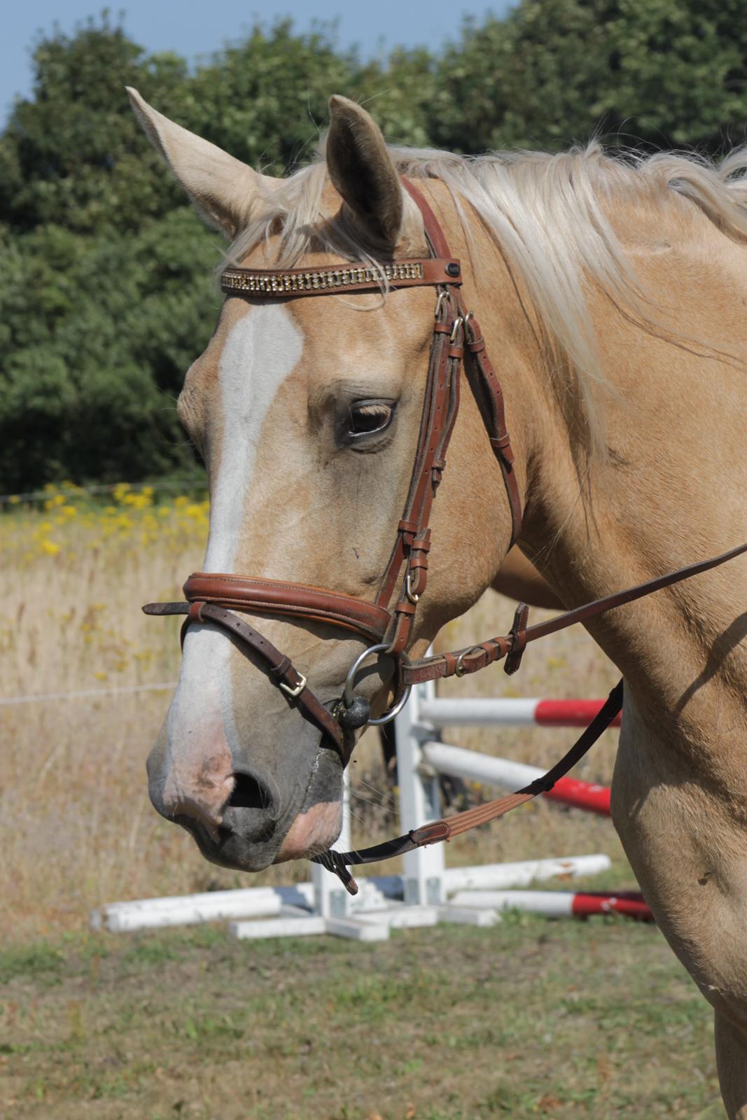 Anden særlig race Roosgårdens Chanta Lou billede 16