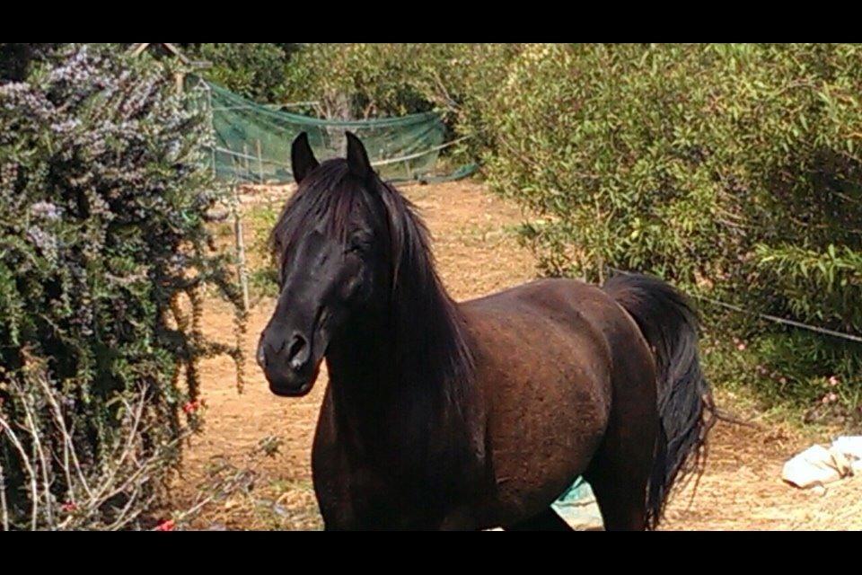 Arabisk fuldblod (OX) E'too billede 2