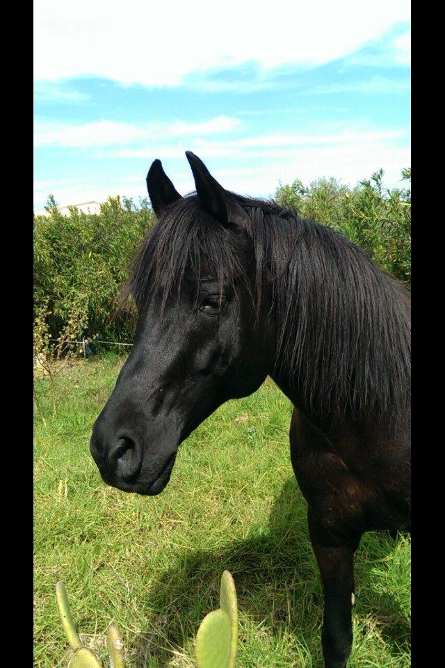 Arabisk fuldblod (OX) E'too billede 4