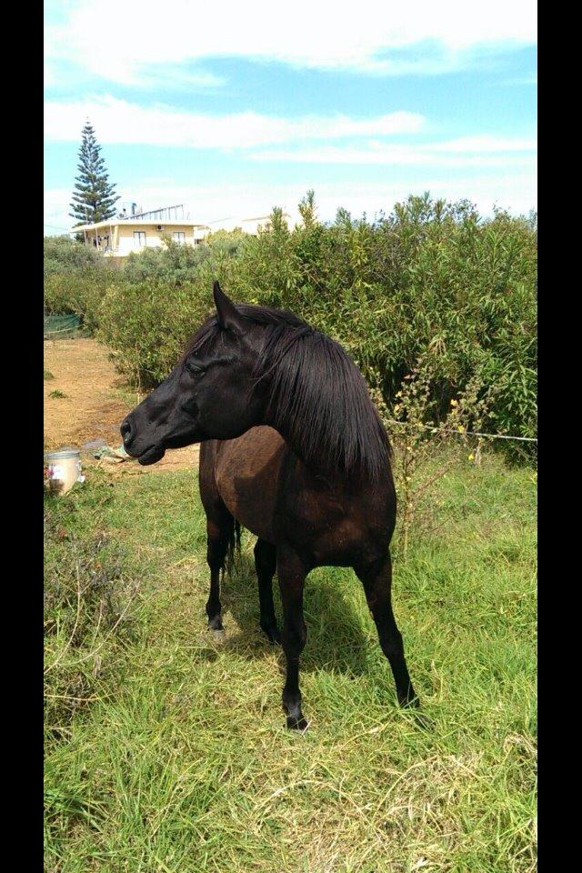 Arabisk fuldblod (OX) E'too billede 3