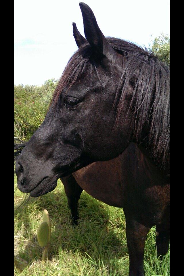 Arabisk fuldblod (OX) E'too billede 5