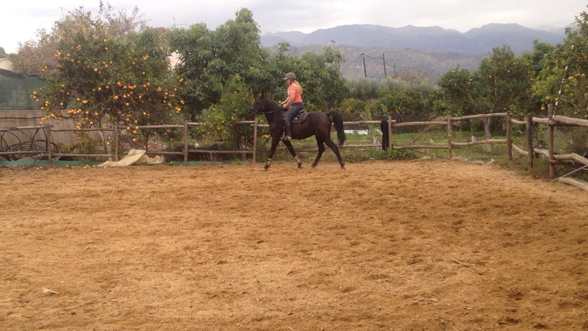 Arabisk fuldblod (OX) E'too billede 6