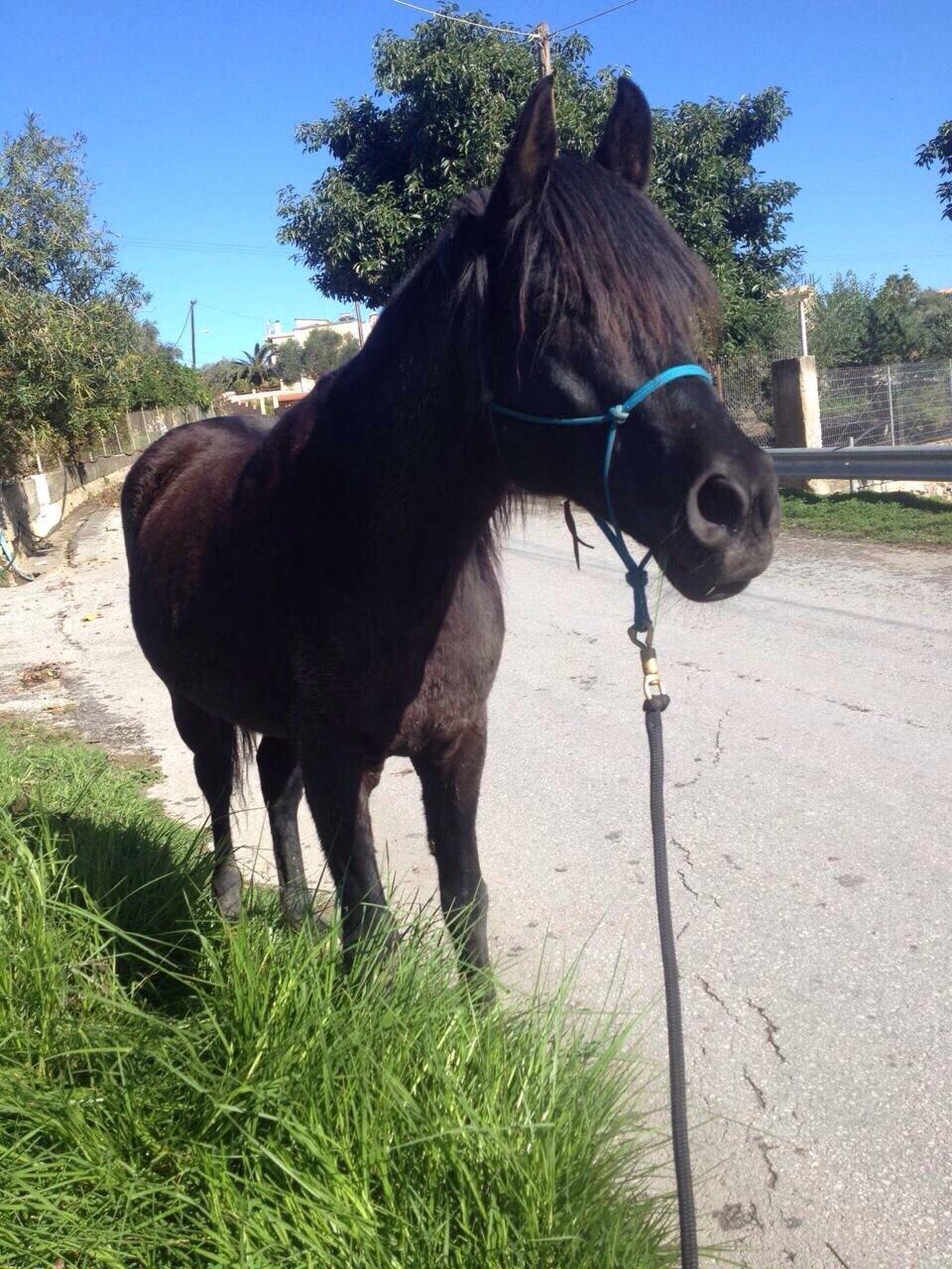 Arabisk fuldblod (OX) E'too billede 8