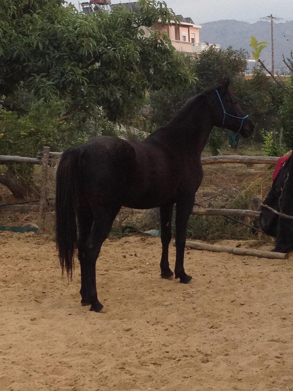 Arabisk fuldblod (OX) E'too billede 11