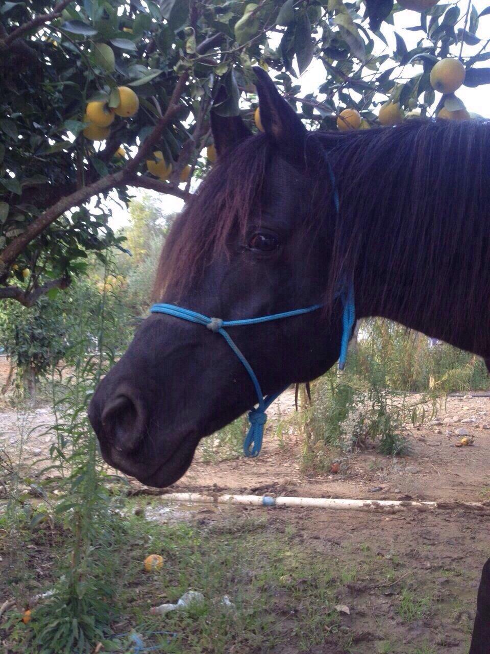 Arabisk fuldblod (OX) E'too billede 12