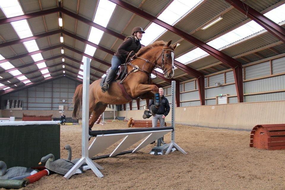 Dansk Varmblod Paragraff billede 27