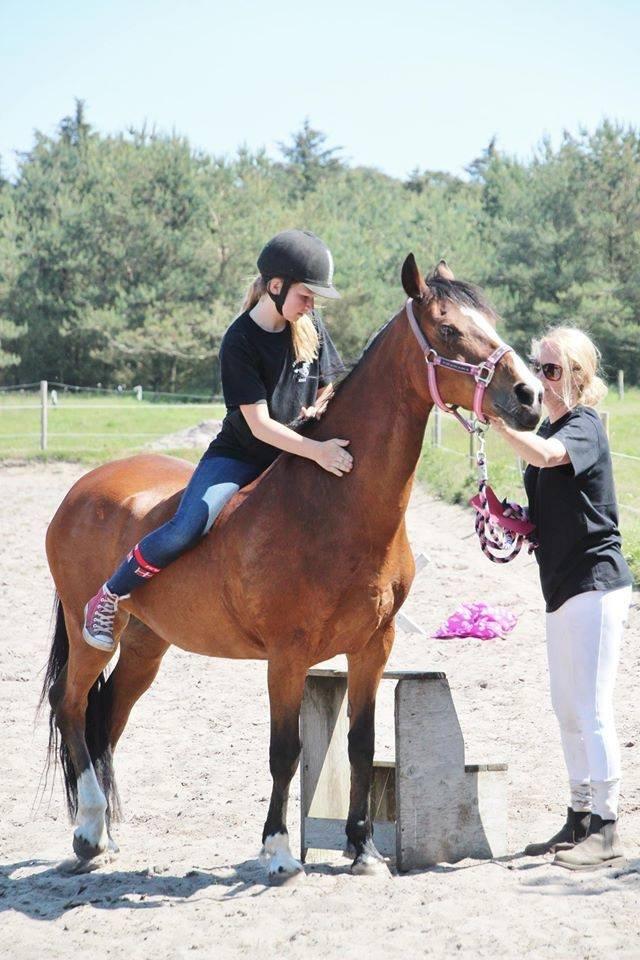 New Forest Miss Malou billede 9