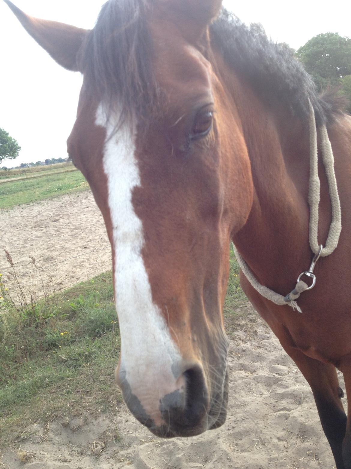 New Forest Miss Malou billede 10