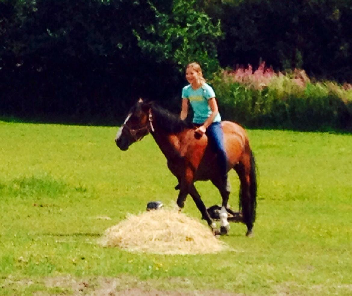 New Forest Miss Malou billede 16