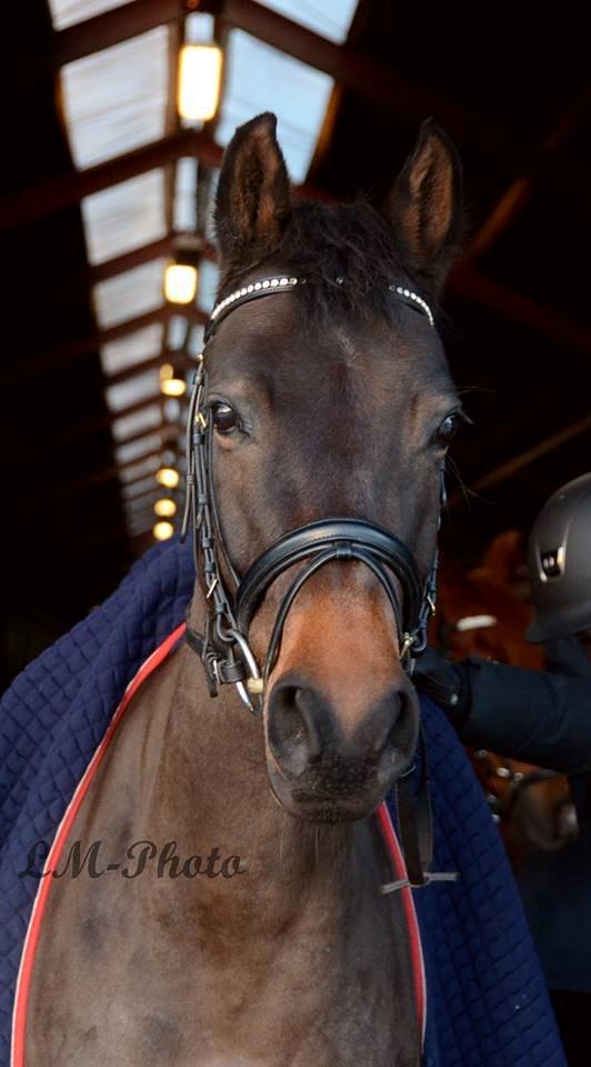 DSP Kjær's Calderina - Fotoshoot. Vinter 2014 billede 5