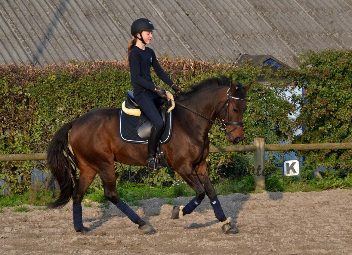 DSP Kjær's Calderina - Da jeg næsten lige havde fået hende! Efterår 2014 billede 3