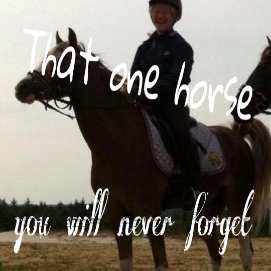 Welsh Pony (sec B) Den deel´s Romeo Savnet - Du er den bedste for mig<3 billede 15