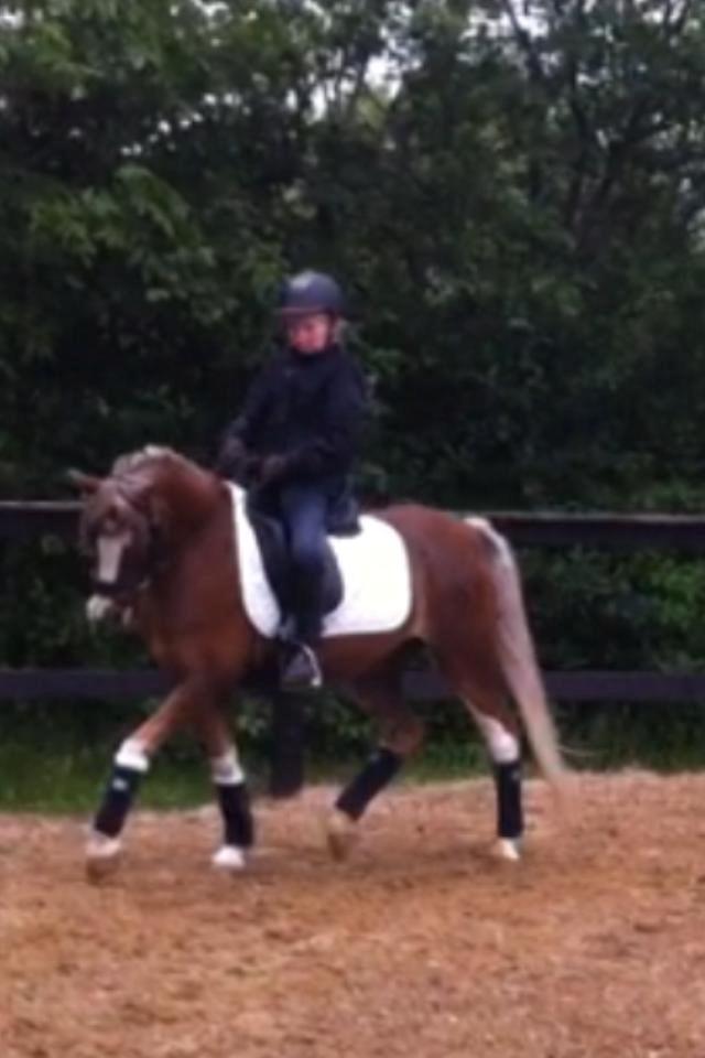 Welsh Pony (sec B) Den deel´s Romeo Savnet - Da jeg var ude og prøve Romeo<3 billede 8