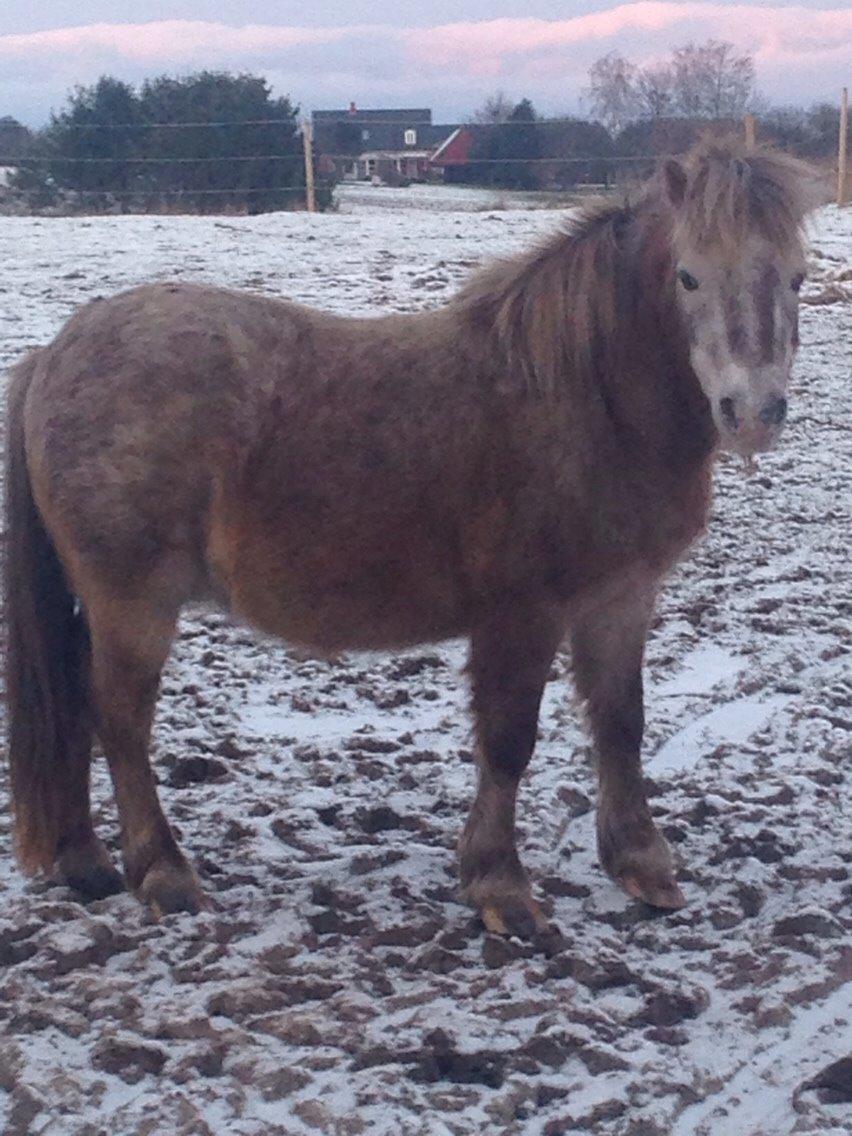 Anden særlig race Kastaniens Lucky (himmelhest) billede 2