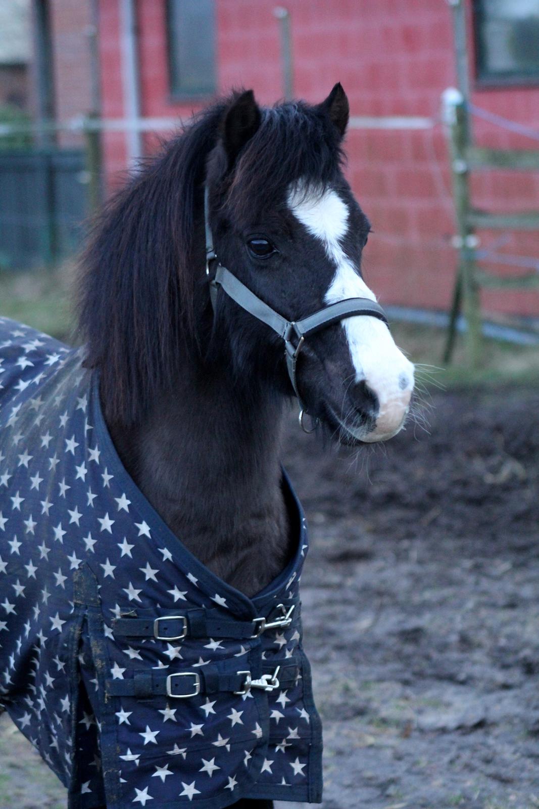 Welsh Pony (sec B) Dodi - januar 2015 - 23 år <3  billede 1