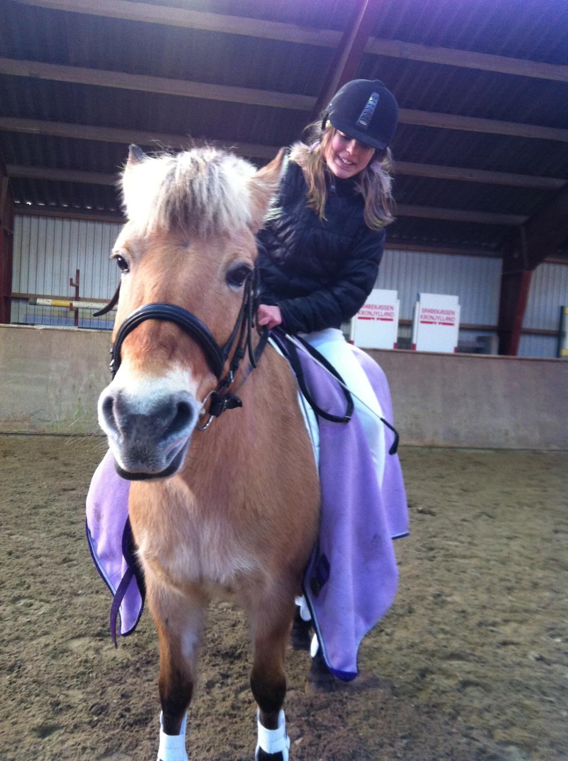 Fjordhest Lotte AKA. Lotski, Muffer billede 9