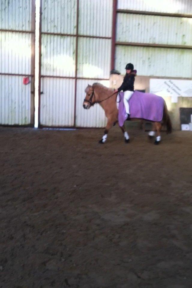 Fjordhest Lotte AKA. Lotski, Muffer billede 12