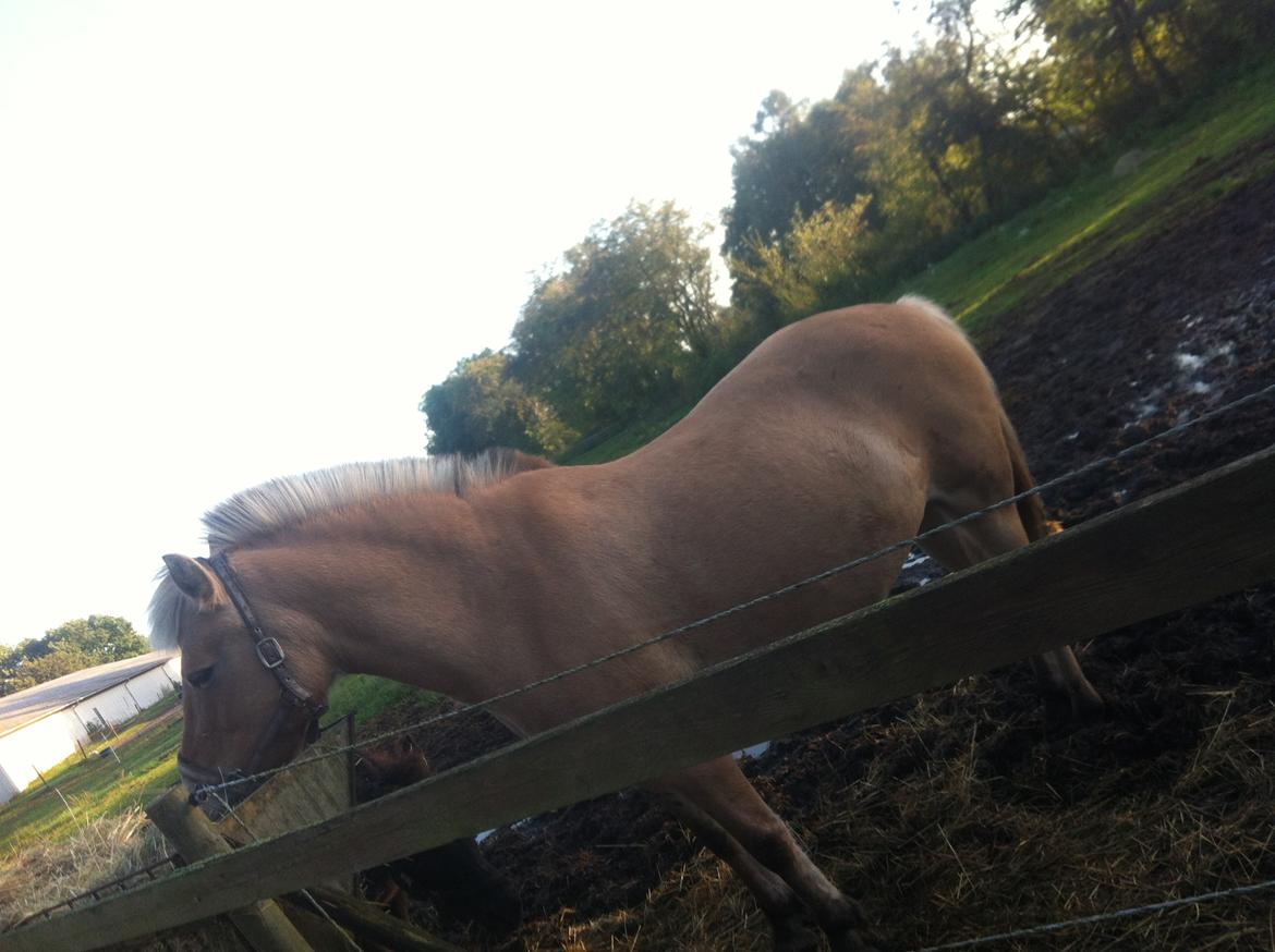 Fjordhest Lotte AKA. Lotski, Muffer billede 13