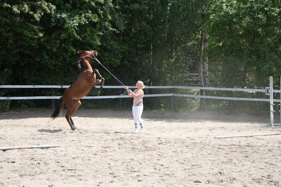 Anden særlig race Anell billede 2