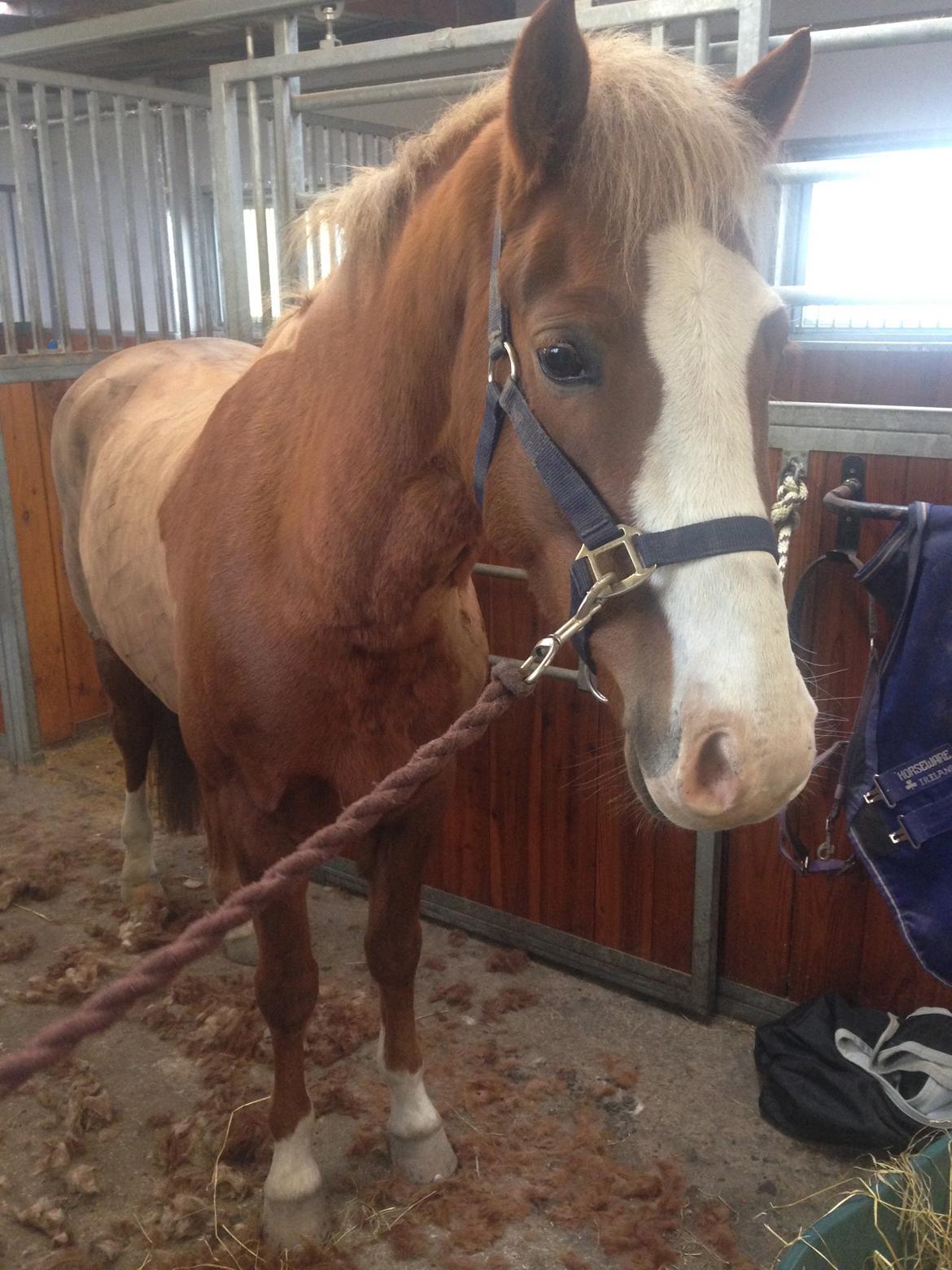 Welsh Partbred (Sec F) Ørsteds Carpaccio - Så røg vintertøjet :P billede 16