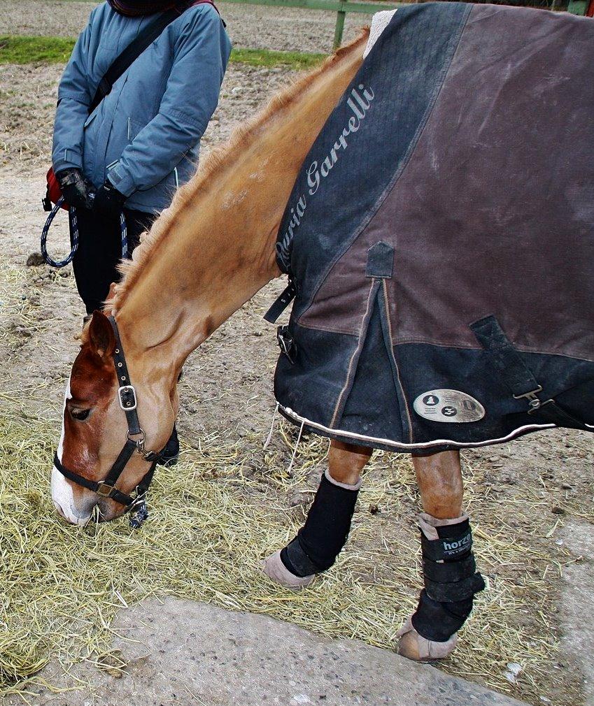 Welsh Partbred (Sec F) Ørsteds Carpaccio - Smukke stævnepony<3 billede 39