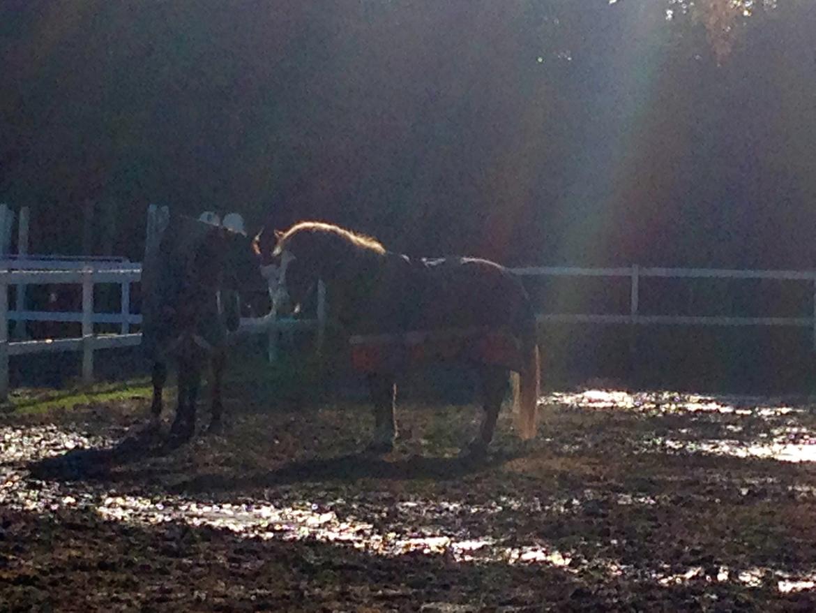 Welsh Partbred (Sec F) Ørsteds Carpaccio - Storebror Casis, og lillebror Carpaccio <3 billede 21