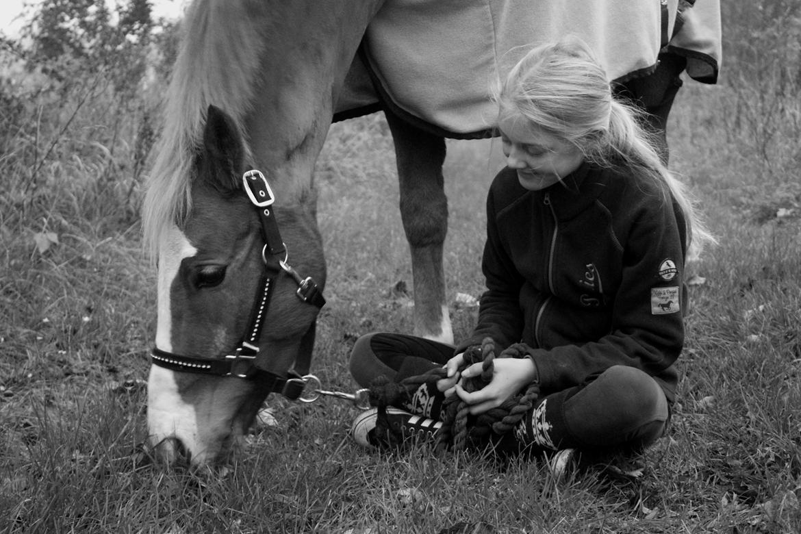 Welsh Partbred (Sec F) Ørsteds Carpaccio - Min ægte kærlighed billede 30