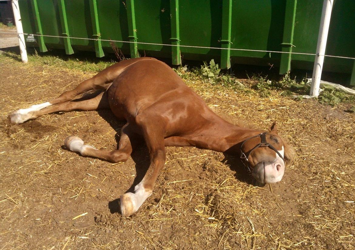 Welsh Partbred (Sec F) Ørsteds Carpaccio - Carpaccio vil gerne være mere tanned, så han ligger sig lige og soler lidt :D billede 19