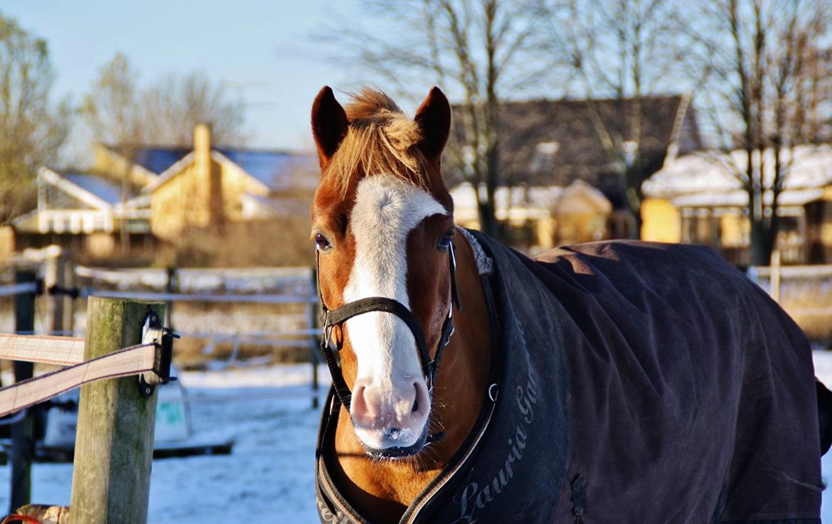 Welsh Partbred (Sec F) Ørsteds Carpaccio billede 28