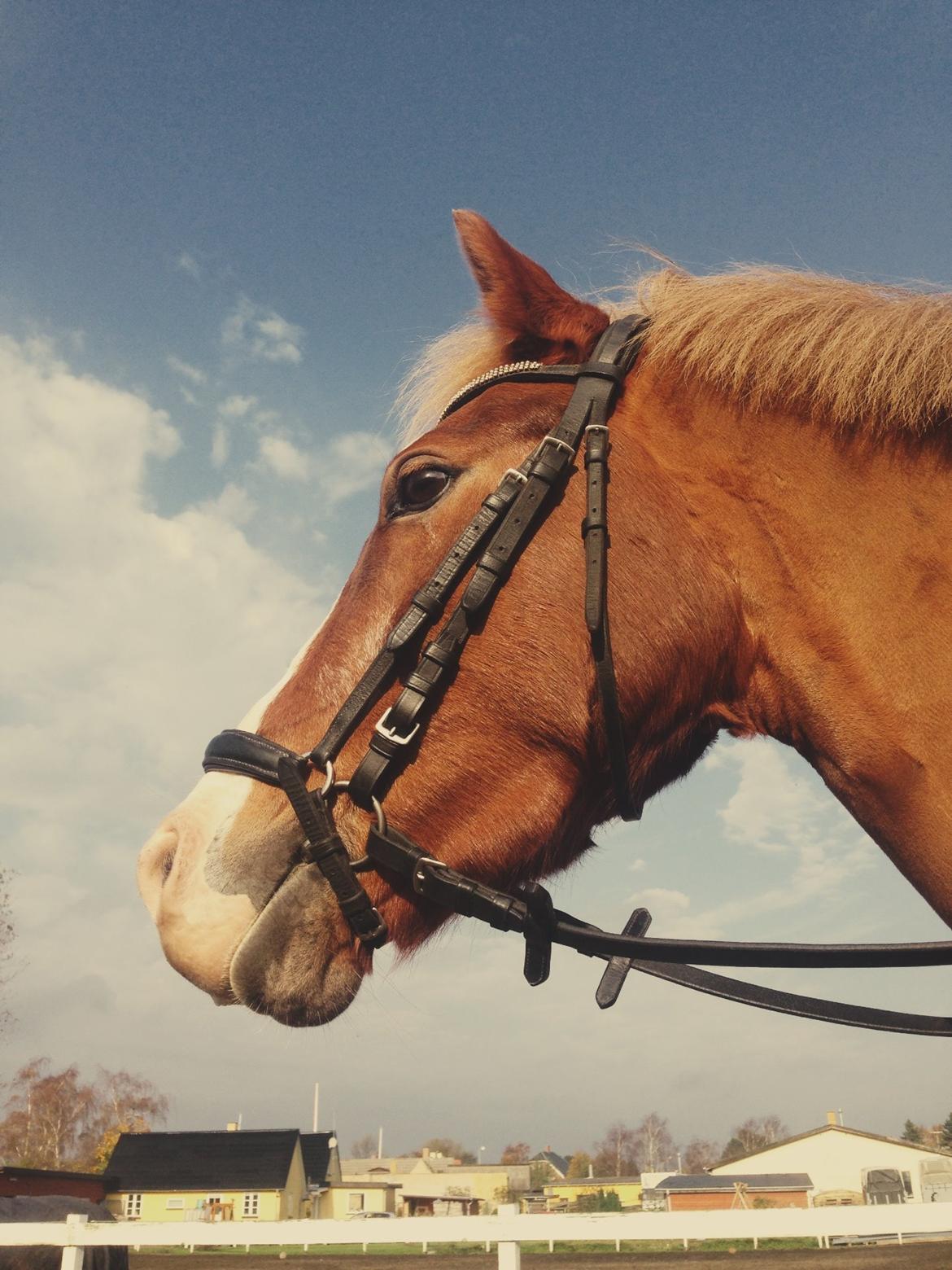 Welsh Partbred (Sec F) Ørsteds Carpaccio - Smukke ponse<3 billede 31