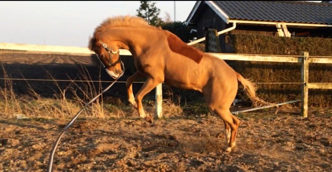 Welsh Partbred (Sec F) Ørsteds Carpaccio - Har altid krudt i numsen :) billede 44