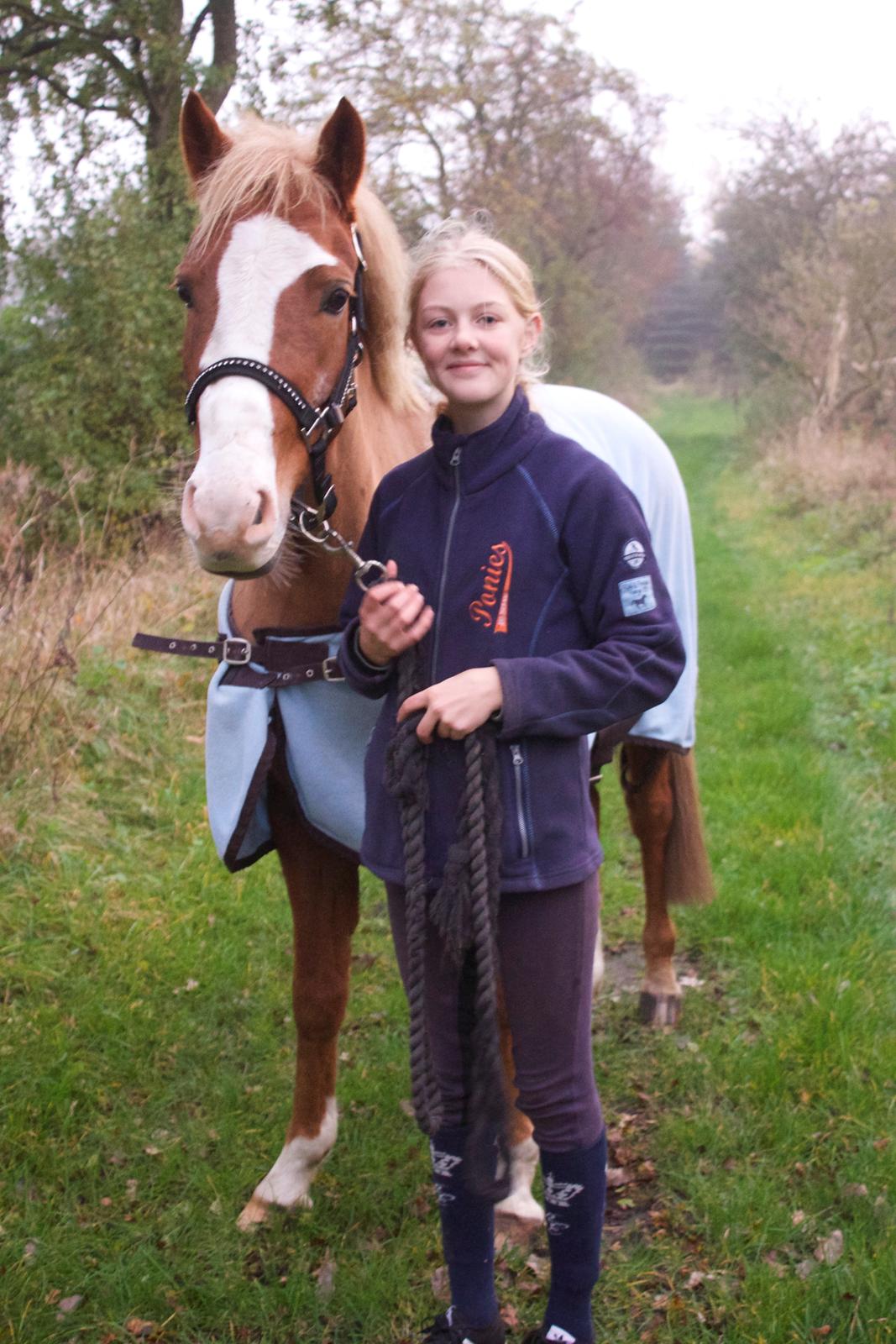 Welsh Partbred (Sec F) Ørsteds Carpaccio - Velkomme til verdens smukkeste Carpaccio <333 billede 1