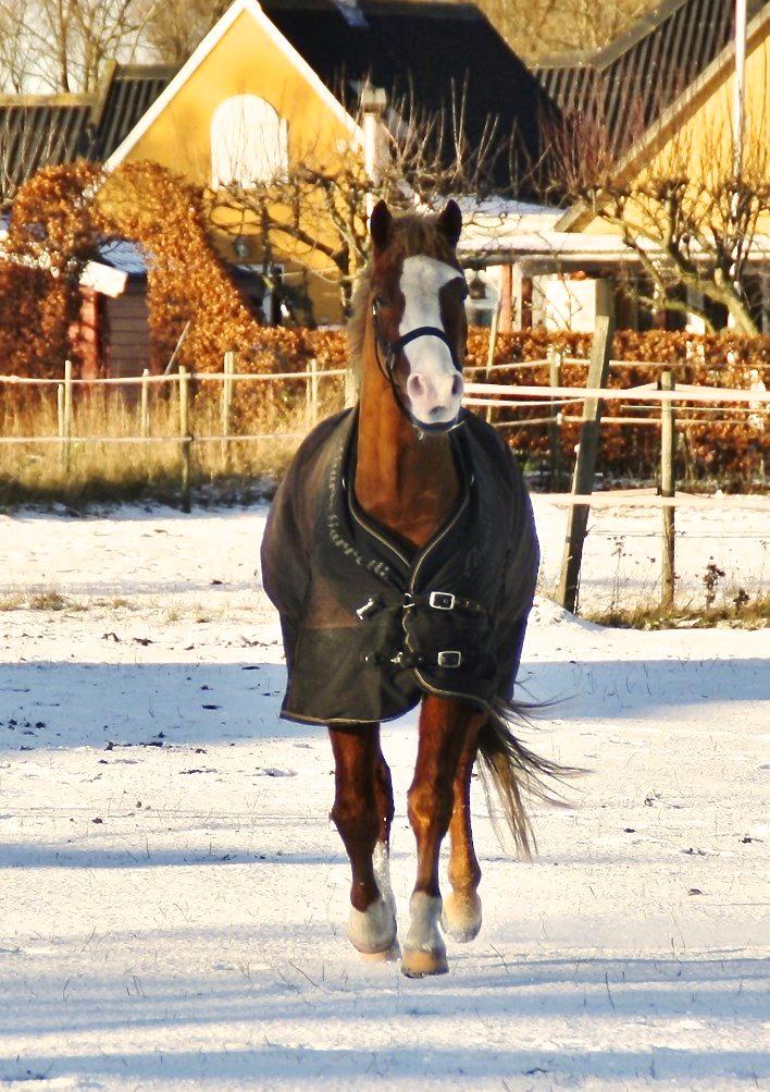 Welsh Partbred (Sec F) Ørsteds Carpaccio billede 48