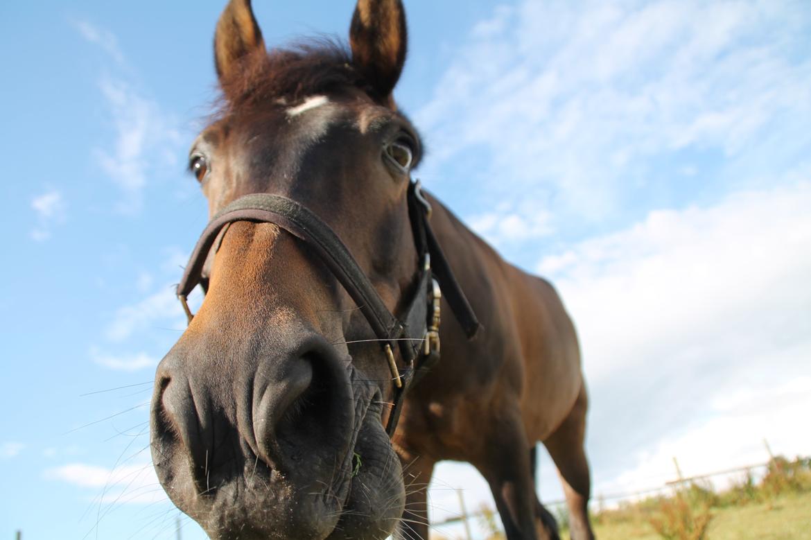 New Forest Elmholts Furore  - Så dejlig <3 billede 2