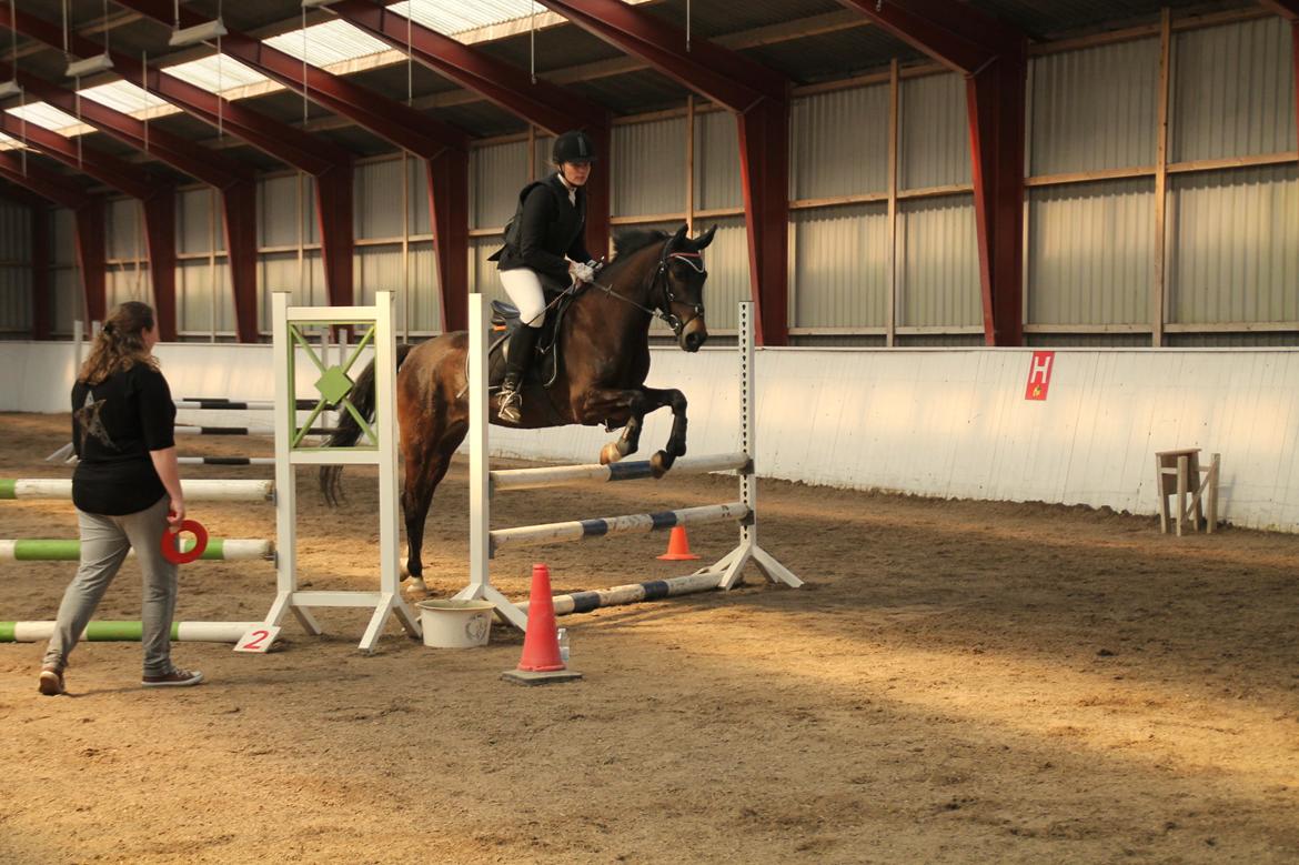 New Forest Elmholts Furore  billede 14