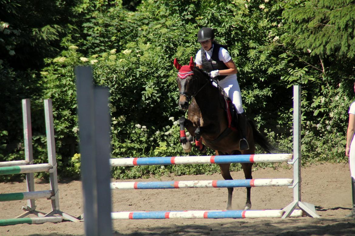 New Forest Elmholts Furore  billede 16