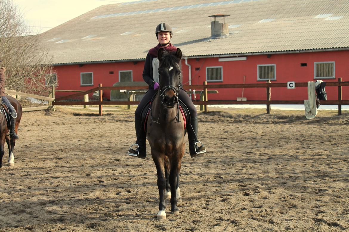 New Forest Elmholts Furore  billede 15