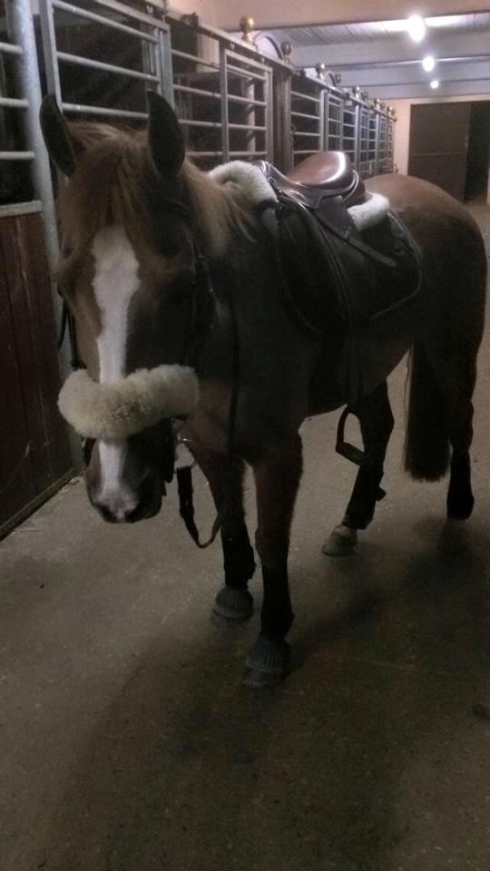 Anden særlig race Dilly  billede 7