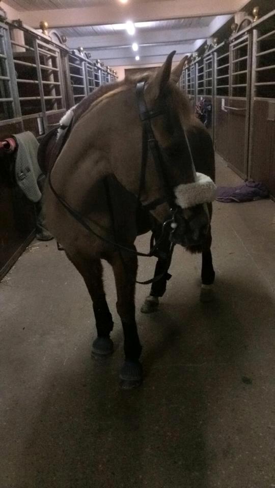 Anden særlig race Dilly  billede 9