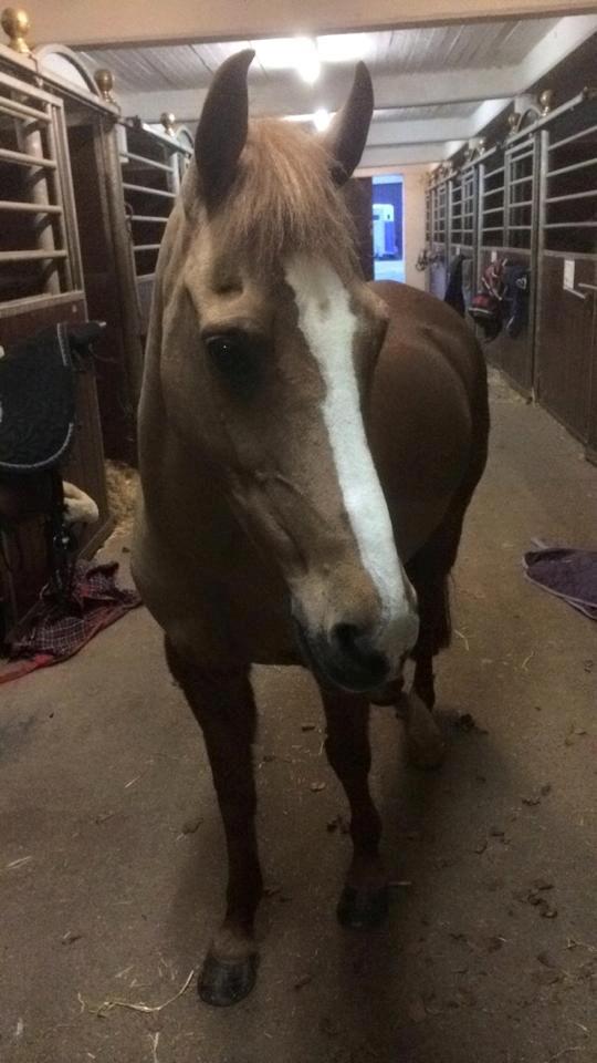 Anden særlig race Dilly  billede 6