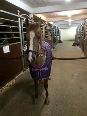 Anden særlig race Dilly  billede 8